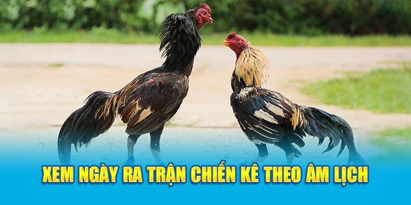 Xem ngày ra trận chiến kê theo âm lịch